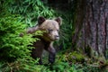 Brown bear cub in the forest with pine branch. Wild animal in the nature habitat