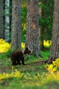 Brown bear cub in forest Royalty Free Stock Photo