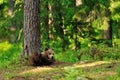 Brown bear cub lying in forest Royalty Free Stock Photo