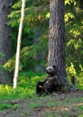 Brown Bear cub sitting