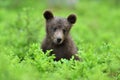 Brown bear cub sitting in the forest Royalty Free Stock Photo