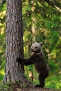 Brown Bear Cub standing Royalty Free Stock Photo