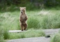 Brown bear cub standing