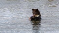 Brown bear cub standing in the Brooks River with dead salmon in mouth, Katmai National Park, Alaska, USA Royalty Free Stock Photo