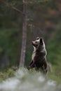 Brown bear cub standing Royalty Free Stock Photo
