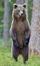 The brown bear cub standing on hinder legs. Royalty Free Stock Photo