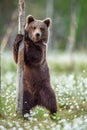 Brown bear cub standing on his hind legs in the summer forest on the bog among white flowers. Royalty Free Stock Photo