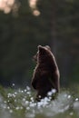 Brown bear cub standing at sunset with forest background Royalty Free Stock Photo