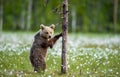 Brown bear cub stands on its hind legs by a tree in  summer forest Royalty Free Stock Photo