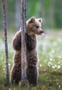 Brown bear cub stands on its hind legs by a tree in  summer forest and  shows tongue. Scientific name: Ursus Arctos  Brown Bear Royalty Free Stock Photo
