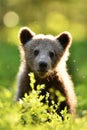 Brown bear cub in the summer forest Royalty Free Stock Photo