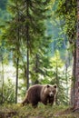 Brown bear cub in the summer forest. Royalty Free Stock Photo