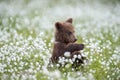 Brown bear cub in the summer forest among white flowers. Royalty Free Stock Photo