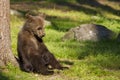 Brown Bear Cub (Ursus Arctos) Resting I