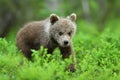 Brown bear cub walking in the forest at summer Royalty Free Stock Photo