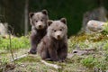 Brown bear cub Royalty Free Stock Photo