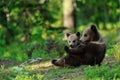 Brown bear cubs Royalty Free Stock Photo