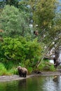 Brown Bear Cubs On The Bank Of The Lower Brooks River, One Up A Tree, Katmai National Park, Alaska