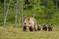 Brown Bear With Cubs
