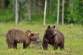 Brown bear cubs