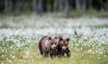 Brown Bear Cubs On The Bog Among White Flowers. Bear Cub Stands On Its Hind Legs. Scientific Name: Ursus Arctos