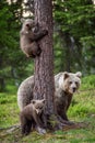 Brown bear cubs climbs a tree. She-bear and cubs in the summer forest. Royalty Free Stock Photo