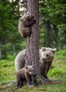 Brown bear cubs climbs a tree. She-bear and cubs in the summer forest. Royalty Free Stock Photo