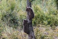 Brown bear cubs climbs a tree in Transylvania