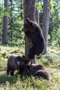 Brown bear cubs in Finland forest Royalty Free Stock Photo