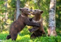 Brown Bear Cubs Playfully Fighting,