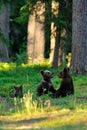 Brown bear cubs playing Royalty Free Stock Photo