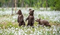 Brown bear cubs playing on the field among white flowers. Bear Cubs stands on its hind legs. Summer season. Scientific name: Ursus