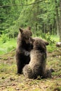 Brown bear cubs playing Royalty Free Stock Photo