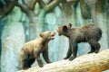 Brown bear cubs playing Royalty Free Stock Photo