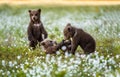 Brown Bear Cubs Playing In The Forest. Bear Cub Stands On Its Hind Legs.