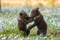 Brown bear cubs playing in the forest. Bear Cubs stands on its hind legs. Royalty Free Stock Photo