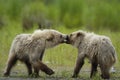 Brown Bear Cubs Playing And Kissing