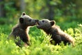 Brown bear cubs playing in the summer forest Royalty Free Stock Photo