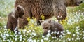 Brown bear cubs playing on the swamp in the forest.