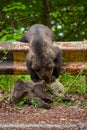 Brown bear cubs playing Royalty Free Stock Photo