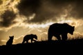 Brown Bear and Cubs in Sunset