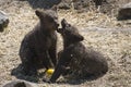 Brown Bear Cubs in Sweden