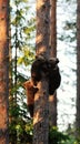 Brown Bear Cubs On Tree