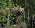 Brown bear in Cumberland Wildlife Park GrÃ¼nau in Austria