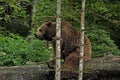Brown bear in Cumberland Wildlife Park GrÃ¼nau in Austria