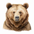 Realistic Brown Bear Head Illustration On White Background Royalty Free Stock Photo