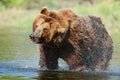 Brown Bear Drying Off