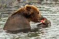 Brown bear eating caught salmon with red caviar in Kurile Lake. Royalty Free Stock Photo