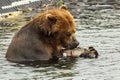 Brown bear eating fish caught in Kurile Lake.