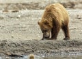 Brown bear eating fish seized from the mother. Kurile Lake.